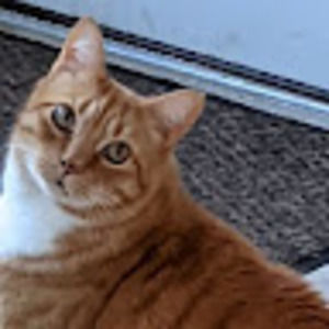 Meet your Posher, Chau